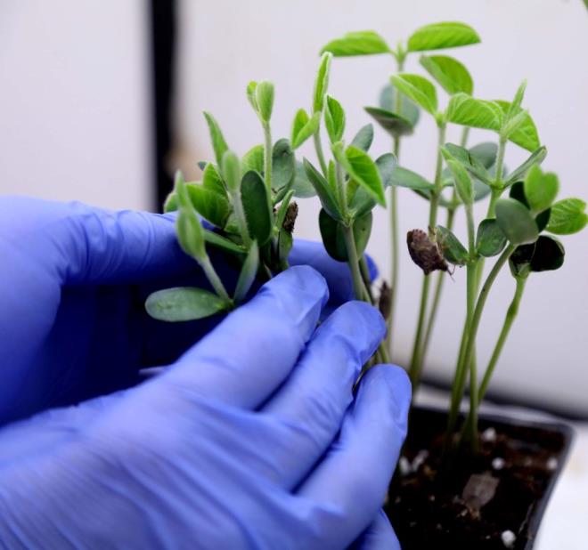 Kl, iftilerin bu zararl bcei bahelerinde grdklerinde ruhsatl bitki koruma rnlerini kullanmas gerektiini belirterek, "Bu zararl ile mcadelede vatandamza da grev dmektedir. Kendi bahelerinde younluk grdnde ilgili kurumlara danarak ilalama yapabilirler." diye konutu.