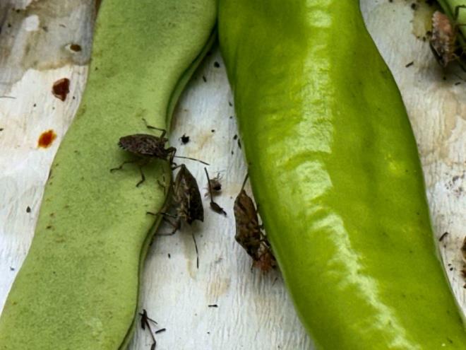 Enstitde grevli entomolog (bcek bilimci) Mustafa Kl, kahverengi kokarcann Trkiye'de 2017 ylndan itibaren tespit edilmeye balandn syledi.