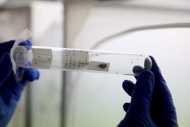 Kahverengi kokarcann 300'n zerinde bitkiyi etkilediini vurgulayan Kl, unlar kaydetti:    "Doada kolay kolay a kalmayan bir bcek. zel az yaps sayesinde bitki dokularn emerek besleniyor ancak hayvanlar ve insanlar zerinde zarar oluturmamaktadr. Sadece ufak tefek alerjilere belki baz ciltler reaksiyon gsterebilir. Onun haricinde srma veya sokma gibi davranlar yok. Doaya saldmz parasitoidlerin de insan, hayvan ve zellikle bal arlar zerinde hibir yan etkisi bulunmamaktadr. Samuray arlar, kahverengi kokarcann doal dmandr. Zaten bcein bulunduu yerlerde doal olarak bulunan bir bcek. Kahverengi kokarca Avrupa'ya da bulat ve yaylyor. Bakanlmz mcadele iin bu konuda nce davranarak parasitoid bcein hzlca ilemlerden geirilerek salnmasnda byk rol oynad. Amerika, talya ve svire'de de parasitoid retip doaya salmaktadr. Trkiye hzl ekilde karar ald."