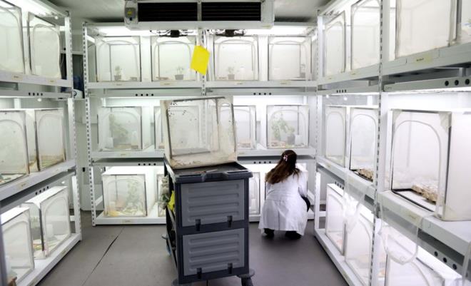 retimini yaptklar 20 bin parasitoidin (ev sahibiyle yakn iliki iinde yaayan ve sonunda konan lmyle sonulanan bir organizma) geen yl Artvin ve Rize'de doaya salndna dikkati eken Kl, "Bu yl da hedefimiz 150 bin parasitoidin 30 ilde doaya salnmas. Parasitoid dediimiz, halk arasnda samuray ars olarak bilinmektedir. Burada bcek kendi yumurtasn zararlnn yumurtasnn iine koyuyor. Doada zararl bcek yerine faydal bcek klar yapyor yumurtadan. nk biz btn arazileri kontrol etsek de aalarn st ksmnda zararl bcek yine yumurtasn brakabiliyor. Burada amacmz, biyolojik mcadele etmenini kullanarak oralara da ulaabilmek." ifadesini kulland.