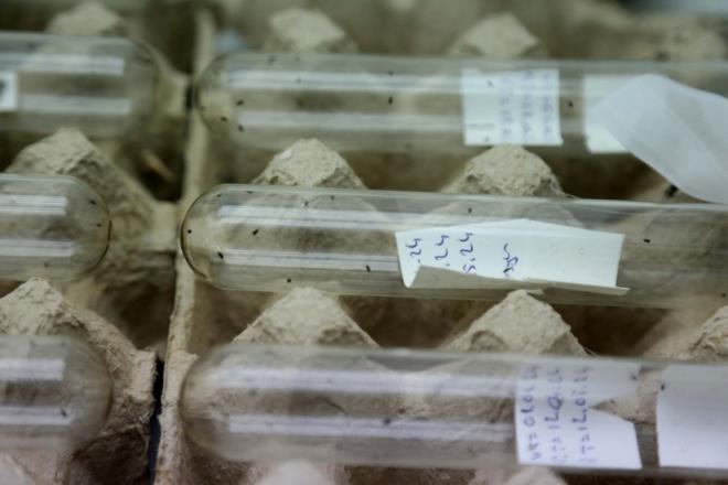 Kl, retilen samuray arlarn mays ay itibaryla doaya salmaya balayacaklarn szlerine ekledi.