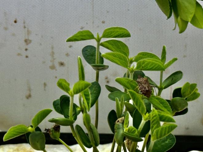 Karadeniz Tarmsal Aratrma Enstits, bata fndk olmak zere tarmsal rnlere zarar veren kahverengi kokarca (Halyomorpha halys) zararls ile biyolojik mcadele iin laboratuvarda 150 bin samuray ars retti.