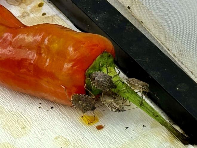 Kahverengi kokarcann yumurta larvalarna kendi yumurtasn brakan samuray arlar, bylece zararlnn oalmasn engelliyor.