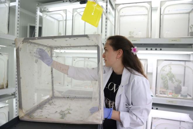 Zararlnn tespitinin ardndan Tarm ve Orman Bakanlnn zararl ile mcadelede youn aba sarf ettiini anlatan Kl, "Tarm ve Orman Bakanlmz hem biyolojik mcadele ajanlarnn yetitirilmesinde hem de kimyasal mcadele ve dier yollarn aratrlmas ve uygulanmasnda nc olmutur. Bununla birlikte hem ekiplerimiz hem l Tarm ve Orman mdrleri birlikte arazi almalar yrtmekteyiz. Kahverengi kokarcann younluk, poplasyon takibini yapmaktayz. Bunun yan sra mcadele iin faydal bcein retimini gerekletirmekteyiz." dedi.