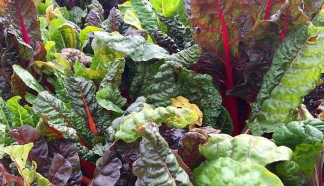 Ispanak, roka, paz gibi koyu yeil yaprakl sebzeler