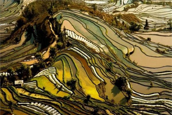 in Yunnan ehrindeki pirin tarlalar