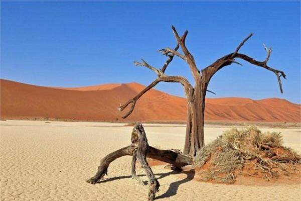 Namibya 900 yldan fazladr yaayan aalar