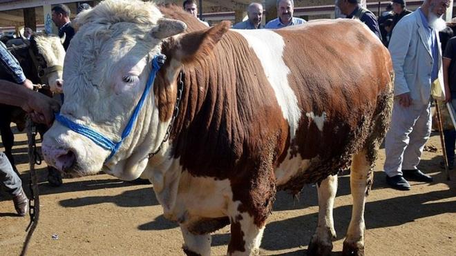 ANADOLU'DA CANLI KURBANLIK KLO FYATLARI NE KADAR?    Anadolu'da canl kilogram fiyat hayvandan hayvana deiiklik gsteriyor. Tosun canl kilogram fiyat 280 lira, damzlk vasfn kaybetmi dve 270 lira, damzlk vasfn kaybetmi inek 250 lira, dii koyun 250 lira, koun ise 280 liradan satlmas bekleniyor.    Kesim cretlerinin ise bykba 5 bin lira, kkba 1500 lira, skm creti 3 bin lira, paylama creti 2 bin lira, et ekim cretinin ise 15 lira olarak belirlenecei ngrlyor.