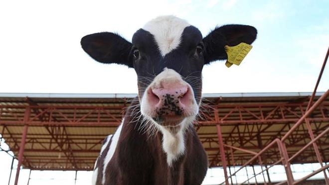 2024 yl kurbanlk fiyatlarnn ne kadar olduu, slam dinine gre kurban ibadetini yerine getirmek ve ihtiyac olana yardm etmek isteyen vatandalar tarafndan merak ediliyor. Her yl paylamay artrmak iin kesilen kurbanlklarn 2024 yl fiyat listeleri belli olmaya balad. Kurbanlk fiyatlar hayvann besili, kilolu, salkl ve rknn farkl olmasna gre fiyatlarda deiiklik yaratabiliyor.