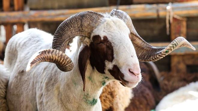 2024 KURBANLIK FYATLARI LLERE GRE ORTALAMA NE KADAR?    2024 kurbanlk fiyatlar illere gre deiiklik gsterebiliyor. Hayvann canl arl ve rk gibi nedenler kurbanlk fiyatlarna etki ediyor.    te 2024 yl itibaryla ortalama kurbanlk fiyatlar u ekilde;