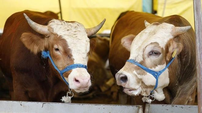 ANKARA KURBANLIK FYATLARI NE KADAR?    Ankara'da bykba bir hayvann 90 bin ile 120 bin TL arasnda, kkba kurbanln ise 8 bin ile 14 bin TL arasnda satlmas bekleniyor.    Kurban hissesi fiyatnn ise 20-25 kilogram arasnda ve 14-16 bin TL civarnda olmas bekleniyor.