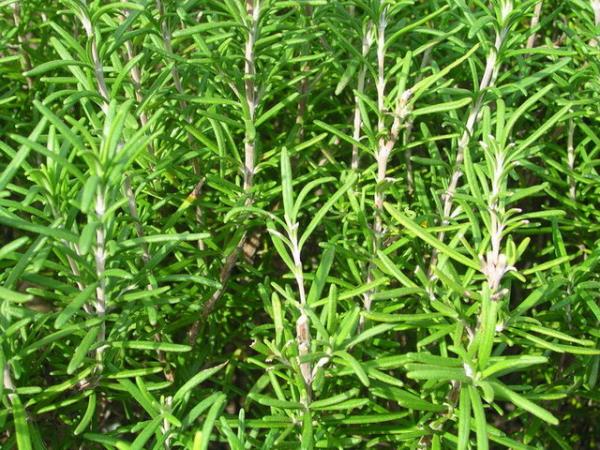 BBERYE: Biberiyenin yemeklerde kullanm farkl. Bir tutam biberiye yemekle beraber piiriliyor. Ancak daha sonra yemekten karlyor.