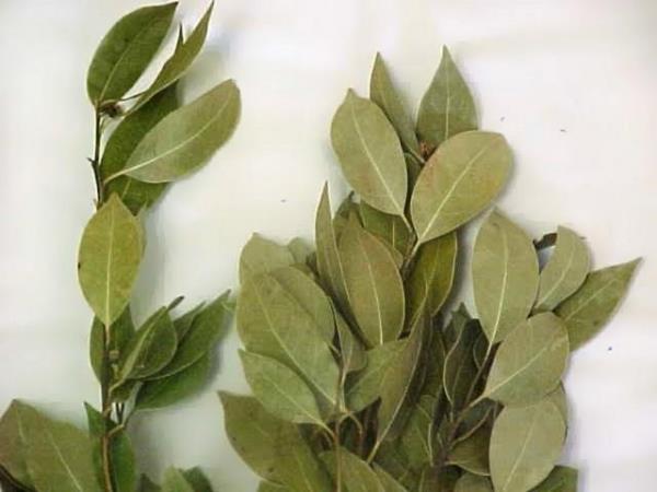 DEFNE: Balklarn lezzetini artrmak iin defne yaprayla piirmeyi unutmayn.