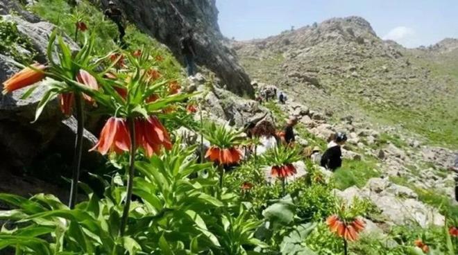 "BURAYA SAHP IKMAMIZ LAZIM"  <p>    Mardin Daclk ve Doa Sporlar Kulb l Temsilcisi Hasan mrak, "Ters lalelerin olduu blgeyi ziyaret etmek istedik. Mardin'den buraya yaklak 230 kilometre yol yapp, geldik. u an Siirt irvan'dayz. Ters lalelerin olduu blgedeyiz. Harika bir duygu ierisindeyim. Herkesi bu blgeye bekliyorum. Buraya sahip kmamz lazm. Blgemize en yakn yerlerden bir tanesi, Siirt irvan'da yetiiyor. Buraya gelen dac ve doaseverler, bu bitkiye sahip kmal, bu iei korumal" diye konutu.