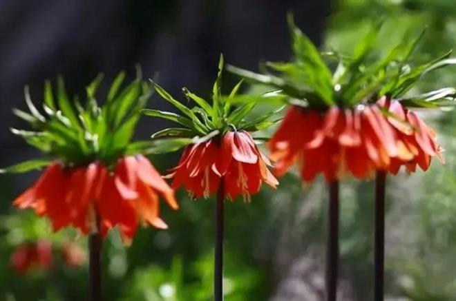 2 saatlik yolculuk sonras sporcular, bahar aylarnda aan ve yaklak 20 gn canlln koruyan ters laleleri grme frsat yakalad.