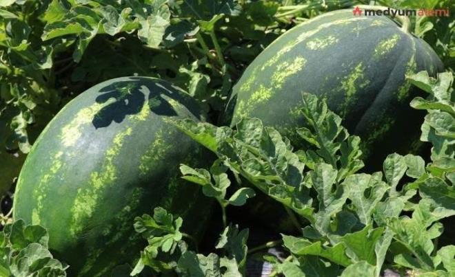 Tketiciler kelek karpuzu satcya iade edip parasn geri isteyebilir. Satcnn kabul etmemesi halinde zabtaya tutanak tutturup, aypl rnn fotorafyla birlikte kurumlara bavurabilir.