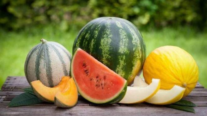 KELEK KARPUZ VE KAVUN 'AYIPLI RN' STATSNDE