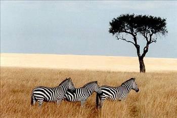 <p><b>54-Kenya </b></p>    Mslman nfusu: 2,368,071    <p>Mslman oran: 7%</p>