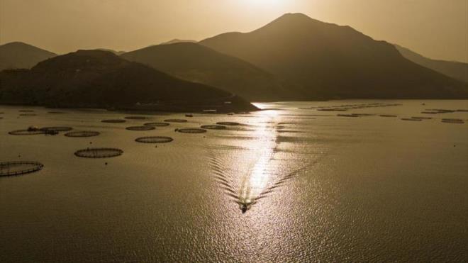 Byyen balklar, 'Trk somonu' olarak Avrupa lkelerinin yan sra in, Japonya ve Rusya'ya ihra ediliyor.