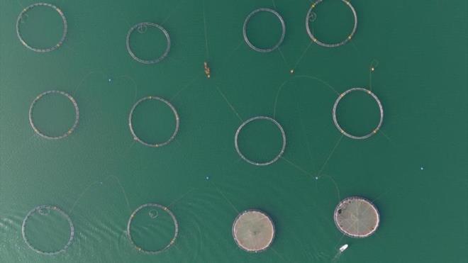 Karadeniz'e gtrlp burada bir sre daha beslenerek bymeleri salanyor.