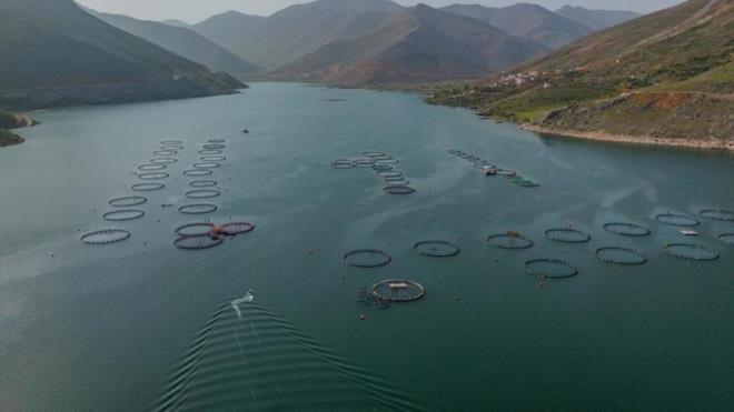 Baka illerden gelen yatrmclarn kurduu kafeslerde retilen alabalklar, belirli boyuta ulatktan sonra...