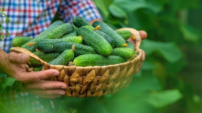 Birbirinden farkl eitleri olan bu sebzenin dk kalorisi ve yksek su ierii vcutta tokluk hissi oluturur. Kilo kontrol salamak, itahnz dengelemek istiyorsanz aralkl olarak salatalk tketebilirsiniz. A karnna tketilmesi, hidrasyonu artrarak tokluk salar.