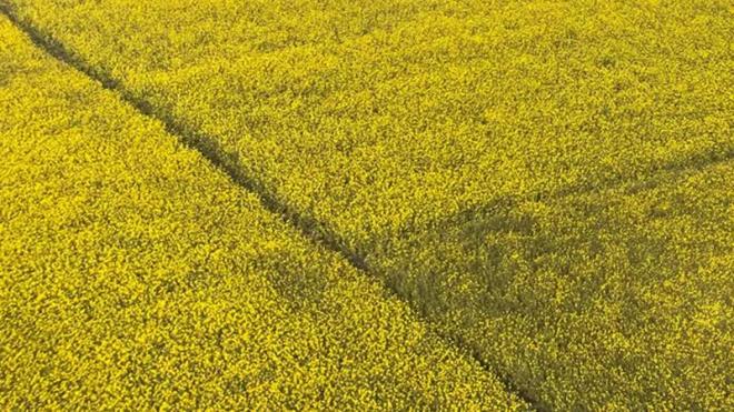 Hardal: bn-i Sina'nn da nerdii hardal, a karnna tketildiinde zekay artrabiliyor. Bu nedenle hardal tketen adeta zeka kp gibi olabiliyor. te yandan hardal suyu, kulak ve di arlarna kar damla olarak kullanlabiliyor. Bunun yan sra balgam nleyici zellii olabiliyor.