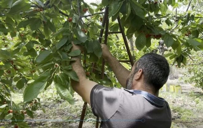 Honaz ilesinde uzun yllardr kiraz retimi yapan Tahsin Ate, Trenyol Sper Lig'in son hafta malarnn oynand pazar gn, bahesinde kiraz hasad yapt.