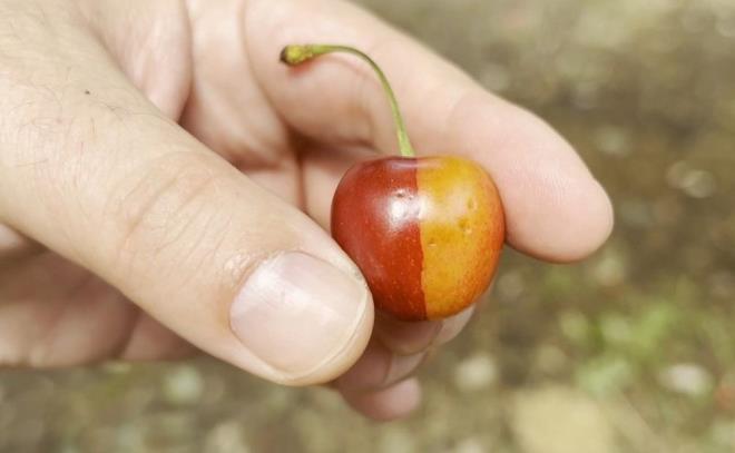 Mahsuln kontrol ettii srada daha nce hi grmedii bir ayrntya rastlayan Tahsin Ate, yaad bu durumu Galatasaray'n ampiyonluuna yorumlad.