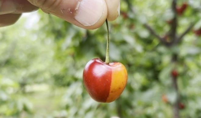 Kirazn Galatasaray?n renklerine benzemesi, Ate?in tarlasnda yetien sar-krmzl kiraz zerinden yapt tahminin doru kmas ilede gndem oldu.    Ate, "Bu kiraz grdkten sonra Galatasaray?n ampiyon olacan anladm. Ben Fenerbaheliyim ama beslediim aa bile Galatasarayl kt. ok ardm. Bu zel kiraz buzdolabnda, buzlukta saklayacam." dedi.