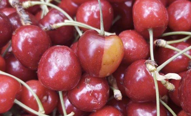 Bugne kadar hi rastlamad bir durumla karlatn dile getiren Ate, toplad kirazlardan birinde yarsnn sar dier yarsnn ise krmz olduunu grd.