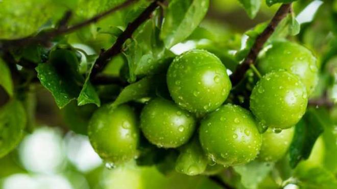 Vcut salnz iin erii mutlaka tuz kullanmadan tketmeniz neriliyor.