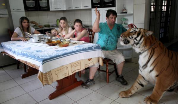 Fakat Rayara'nn babas ve Borges'in damad Rafael, evde kaplanlardan korkan tek isim.