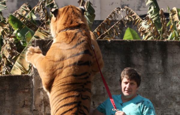 Hatta Rafael, bu dev kedilerin kzna zarar vereceinden endielendiini dile getiriyor.