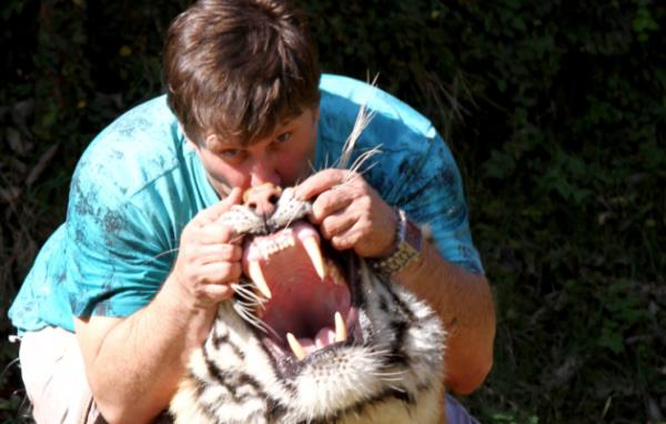 Kaplanlar evin her yerine rahatlkla girebiliyor.