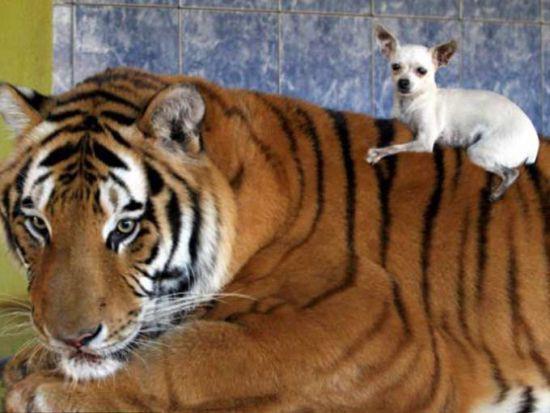 Borgesin kapanan bir sirkten ald 2 yavruyla beslemeye balad kaplanlar kzlar da ok seviyor.