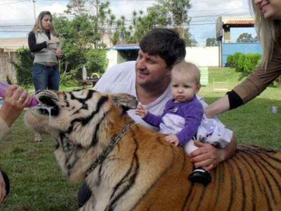 Borges'in kzlarndan Nayara, kaplanlar her gn egzersiz amacyla yzdryor.