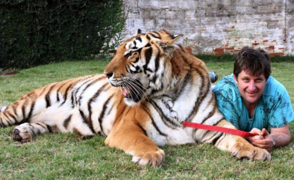 Kaplanlar, kpeklerle iyi anlayor.