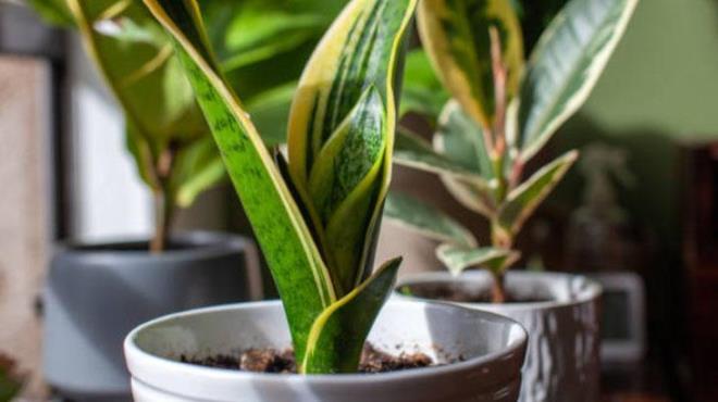 Evin temizliine katkda bulunmak istiyorsanz havadaki tozu gideren bitkilerden faydalanabilirsiniz. Bu bitkiler, toz paracklar dahil olmak zere etraftaki pislii giderebilir.  <p>  Ylan bitkisi<br>  Gne na ihtiya duymayan, d mekanlarda kullanlan popler ev bitkilerinden biridir.  mekann havasn deitiren ylan bitkisi, odanzn daha temiz olmasn ve tozlardan arnmasn salayabilir. Bitki ortamdaki havay temizleme gibi gl zelliklere sahip olduu iin NASA tarafndan da test ediliyor. stelik bakm da dier ieklere gre olduka kolay.