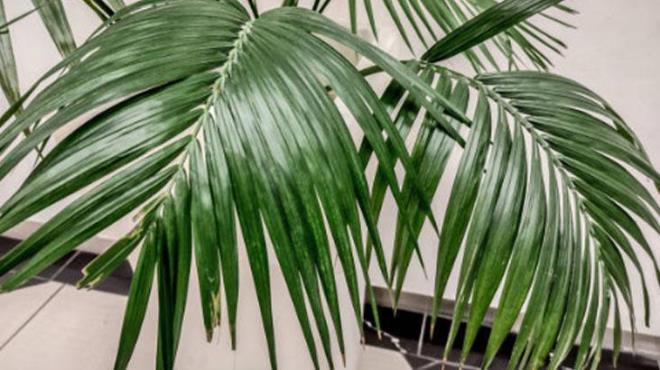 Kentia palmiyesi<p>  Dier bitkilere oranla minimum zen ve bakm gerektiriyor. Zamannz fazla almadan daha ferah ve aydnlk bir mekan yaratmanza yardmc olabilir. Kentia palmiyesi zellikle formaldehit, amonyak ve karbon monoksit gibi tehlikeli toksinleri ortadan kaldrabilir.