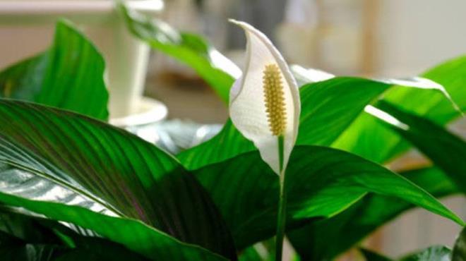 Yelken iei<p>  Bakm kolay olan bir dier bitki de yelken ieidir. Ayrca evinizi tozdan uzak tutmanza da yardmc olacaktr. Havay arndrr ve tozu emmeye yardmc olur. Temizlik yeteneklerinden faydalanarak tozlanm blgeleri temizlemeyi yarya dreceksiniz.