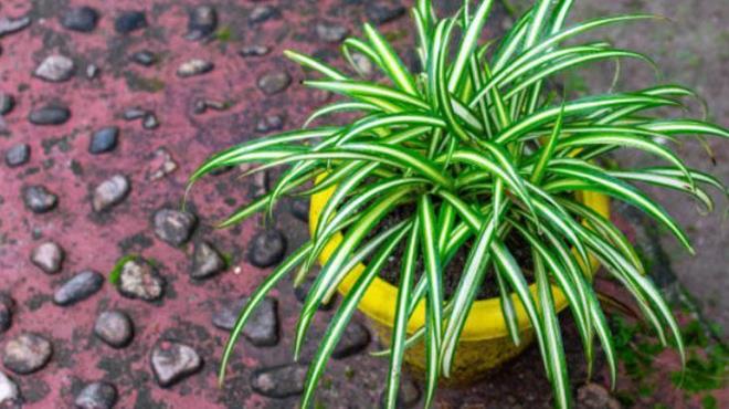 Kurdele iei<p>  Evdeki hava kirleten maddeleri ve tozu gidermede olduka etkili bir iektir. Sklkla tercih edilen bu bitki, zellikle banyo ve mutfak blgesinde uzun sre yaayabiliyor. Evcil hayvanlar olanlar iin de gvenilir bir bitkidir.