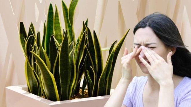 Mevsim geilerinde birok kiiyi etkileyen alerji problemi, i mekanlarda da farkl problemlere yol aabiliyor. Yaz aylarnda camlarn srekli ak olmas, evin daha ksa srede tozlanmasna neden oluyor. Uzmanlar, bu bitkinin evdeki tozu topladn belirtiyor.