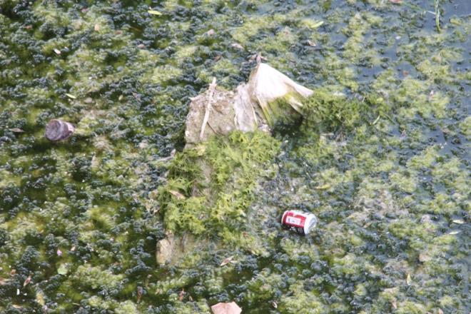 Harun Aslan da Seyhan Nehri'nin Adana'nn simgelerinden olduunu belirterek, "Yosunlarn temizlenmesini bekliyoruz. Yosunlar temizlenirse gzellik yeniden ortaya kacak. Burada sanatlarmz geldi konserler verdi. Kpr almasndan dolay sular sadece sulama kanallarna veriliyor. Akam saatlerinde kokulara neden oluyor." diye konutu.