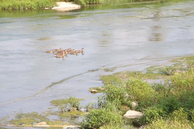Baz kiiler, kirli bir grnt ve kt koku olutuunu belirterek, nehirde temizlik yaplmasn istedi.