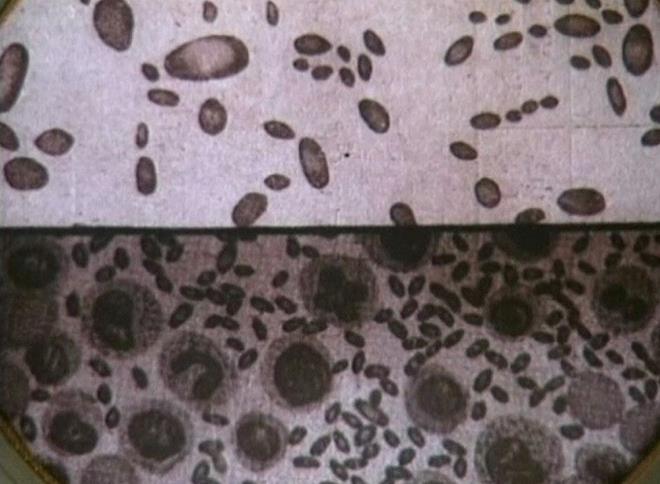 2015 ylnda eiyle birlikte ziyaret ettii bir sava mzesinde eski hayatna dair anlar yeniden canlanan adam, kendini bina hakknda bildii her eyi karsna anlatrken buldu ve kendisin de biyolojik sava biriminin bir yesi olduunu itiraf etti.    Birim 731, biyolojik sava, silah yetenekleri ve insan vcudunun snrlar konusunda aratrma yapmak iin 1936 ylnda in'in kuzeydousundaki gnmz Harbin'de ina edildi.