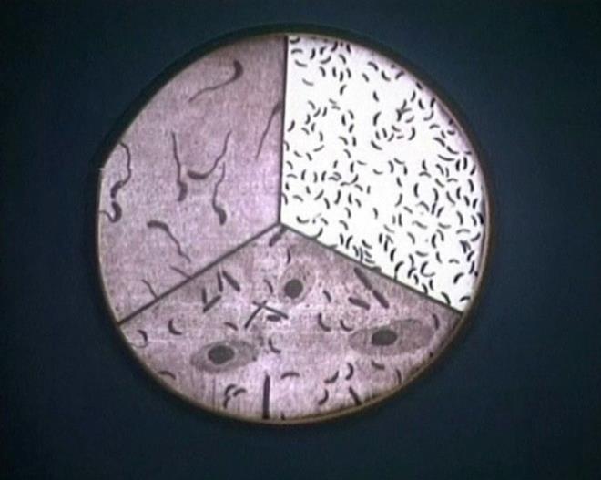 70 yl sonra sessizliini bozan Shimizu, canl canl paralara ayrlan, veba ile enfekte edilen ve ikence laboratuvarlarnda souk sr tedavileri iin kullanlan esirler hakkndaki bildiklerini anlatt.    Kendisi ve ailesi iin rahat bir hayat kuran emekli mimar Shimizu, karanlk gemiini gmmeye alm, yaadklarn en yakn akrabalarna bile anlatmamt.