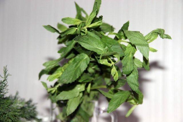 NANE    Nane genellikle yemeklerde kullanlr ancak karncalar engelleme konusunda da harika sonular ortaya karr. Karnca olan yerlere nane serptiinizde sonucu hemen grebilirsiniz. Bu bitkinin yayd gl koku, istenmeyen bcekleri uzaklatracaktr. Nane yerine nane ya da kullanabilirsiniz.