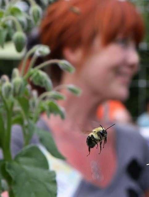 HODAN    Bahenizde domates veya lahana yetitiriyorsanz, hodan en iyi arkadanz olacaktr. Zararl bcekleri uzaklatrdklar iin onlar sebzelerinizin yanna ekebilirsiniz.
