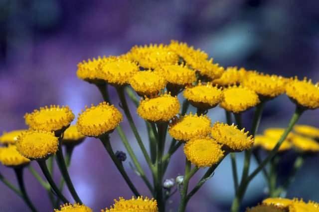 SOLUCAN OTU    Solucan otu da, sinek kovucu zelliiyle nldr.